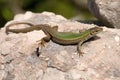 Podarcis melisellensis Royalty Free Stock Photo