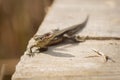 Podarcis muralis, common lizard basking in the sun Royalty Free Stock Photo