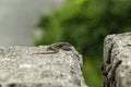 Podarcis muralis, common wall lizard on a stone with blurred background