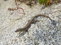 Podarcis muralis horizontal