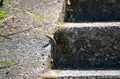 Podarcis muralis reptilia close-up photo. Common wall lizard in the sun on the stone steps