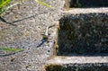 Podarcis muralis reptilia close-up photo. Common wall lizard in the sun on the stone steps