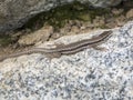 Podarcis muralis side on granite stone Royalty Free Stock Photo