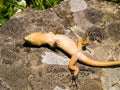 podarcis tauricus, balcan wall lizard Royalty Free Stock Photo