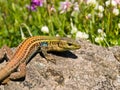 podarcis tauricus, balcan wall lizard Royalty Free Stock Photo