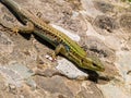 podarcis tauricus, balcan wall lizard Royalty Free Stock Photo