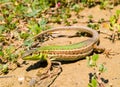 podarcis tauricus, balcan wall lizard Royalty Free Stock Photo