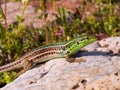 podarcis tauricus, balcan wall lizard Royalty Free Stock Photo