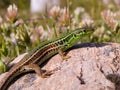 podarcis tauricus, balcan wall lizard Royalty Free Stock Photo