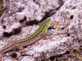 podarcis tauricus, balcan wall lizard Royalty Free Stock Photo