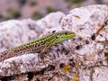 podarcis tauricus, balcan wall lizard Royalty Free Stock Photo