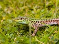 podarcis tauricus, balcan wall lizard Royalty Free Stock Photo