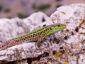 podarcis tauricus, balcan wall lizard Royalty Free Stock Photo