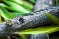 Podarcis Waglerianus, Sicilian Wall Lizard on the Branch in Free Nature