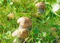 Podberezoviki mushrooms are a whole family in a clearing