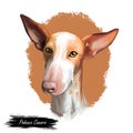 Podenco Canario dog portrait isolated on white. Digital art illustration of hand drawn for web, t-shirt print and puppy food cover