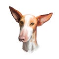 Podenco Canario dog portrait isolated on white. Digital art illustration of hand drawn for web, t-shirt print and puppy food cover