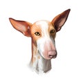 Podenco Canario dog portrait isolated on white. Digital art illustration of hand drawn for web, t-shirt print and puppy food cover