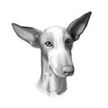 Podenco Canario dog portrait isolated on white. Digital art illustration of hand drawn for web, t-shirt print and puppy food cover