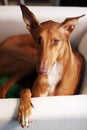 Podenco Canario Royalty Free Stock Photo