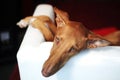 Podenco Canario Royalty Free Stock Photo