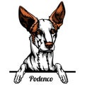 Podenco - dog breed. Color image of a dogs head isolated on a white background Royalty Free Stock Photo