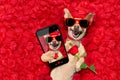Valentines dog with rose petals Royalty Free Stock Photo