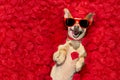 Valentines dog with rose petals Royalty Free Stock Photo