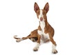 Podenco ibicenco dog isolated on white Royalty Free Stock Photo