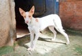 Podenco ibicenco dog outdoors