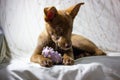 Podenco ibicenco ibisan greyhound dog on sofa Funny brown puppy pup with ears up Royalty Free Stock Photo