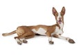 Podenco ibicenco (Ibizan Hound) dog over white