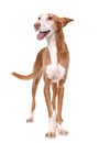 Podenco ibicenco in studio