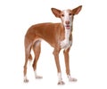 Podenco ibicenco in studio Royalty Free Stock Photo