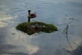 Podiceps bird protects its nest in which the egg lies. Wild animal birds Royalty Free Stock Photo