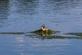 Podiceps cristatus, great crested grebe water bird sitting in nest on pond. Czech wildlife animal Royalty Free Stock Photo