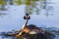 Podiceps cristatus, great crested grebe water bird sitting on nest in pond. Expand her head feather when defend egg. Czech Royalty Free Stock Photo