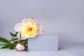 Podium for display cosmetic and goods with fresh spring flowers piony modern fashion style.