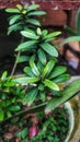 Podocarpus costalis Royalty Free Stock Photo