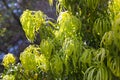 Podocarpus Henkelii plant in spring