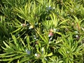 Podocarpus Macrophyllus, Buddhist Pine, or Japanese Yew Plant with Seed Cones Growing in Bright Sunlight in South Daytona, FL.