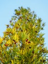 Podocarpus or marmalade tree. Bright berries of unusual shape