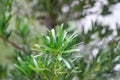 Podocarpus polystachyus, Sea Teak or Jati Laut or PODOCARPACEAE or pine Royalty Free Stock Photo