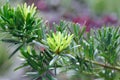 Podocarpus polystachyus, Sea Teak or Jati Laut or PODOCARPACEAE or pine Royalty Free Stock Photo