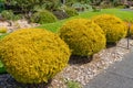 Podocarpus Totara - Albany Gold Royalty Free Stock Photo