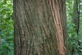 Totara Tree Royalty Free Stock Photo