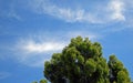 Podocarpus tree against a blue sky.