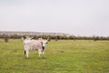 Podolian cattle on green pasture at ecofarm on grazing , spring day, rural landscape