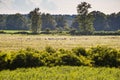 Podolian cattles in Nature park Lonjsko Polje in Croatia, Europe Royalty Free Stock Photo