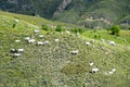 Podolica Cattle Pasture in Basilicata